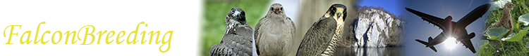 Falcon-Breeding