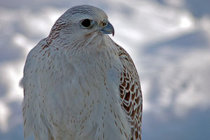 Falcon-Breeding - Gyr